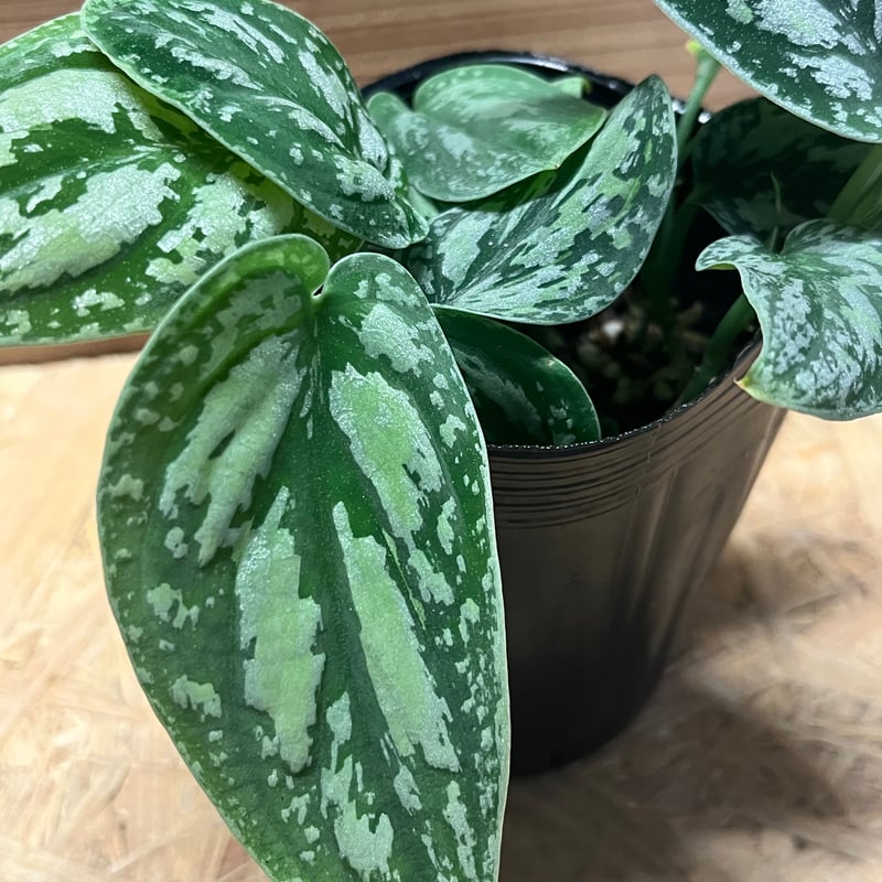 スキンダプサス ピクタス トリカラー | GREEN LUCK