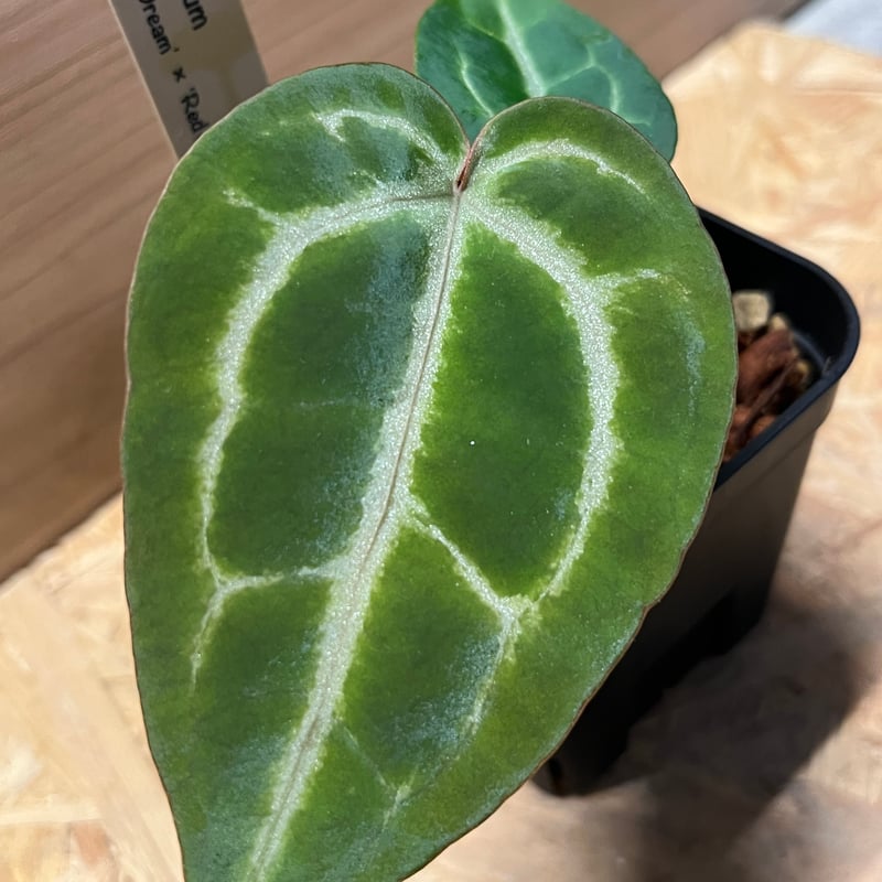 アンスリウム エンジェルズドリーム×レッドクリスタリナム | GREEN LUCK