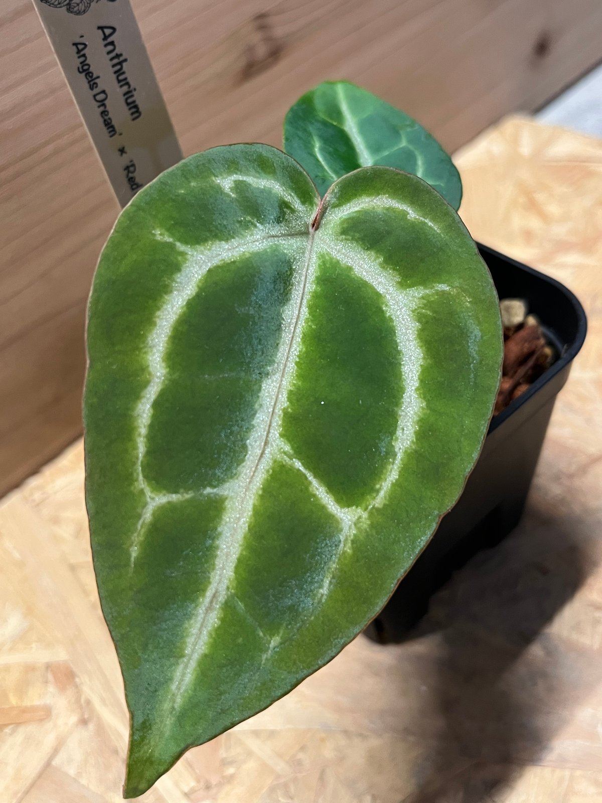 アンスリウム エンジェルズドリーム×レッドクリスタリナム | GREEN LUCK