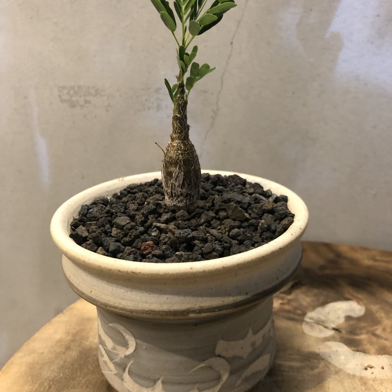 センナ メリディオナリス ×刻紋鉢 | GREEN LUCK