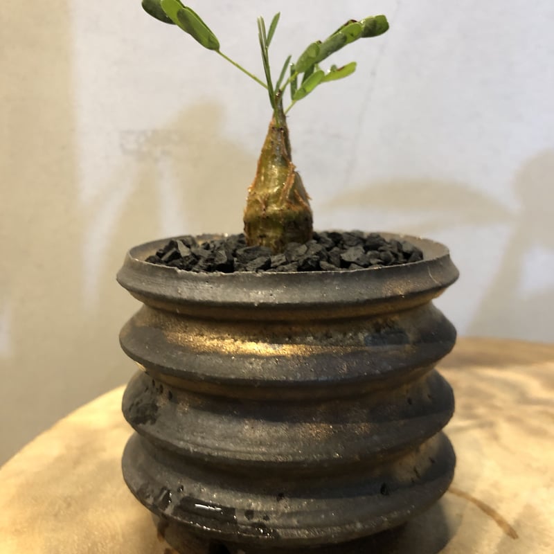 センナ メリディオナリス | GREEN LUCK