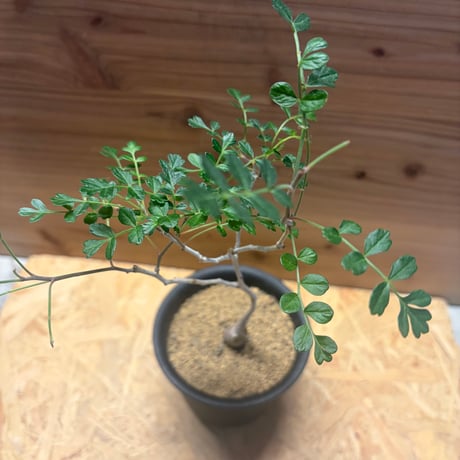 パキコルムス　ディスカラー　'象の木'
