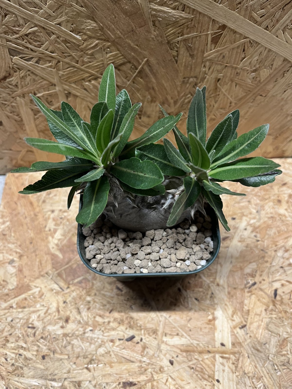 パキポディウム 恵比寿大黒 2頭 | GREEN LUCK