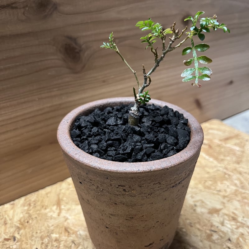 鉢のまま宅急便発送】パキプス 実生株⑦ 【公式通販】