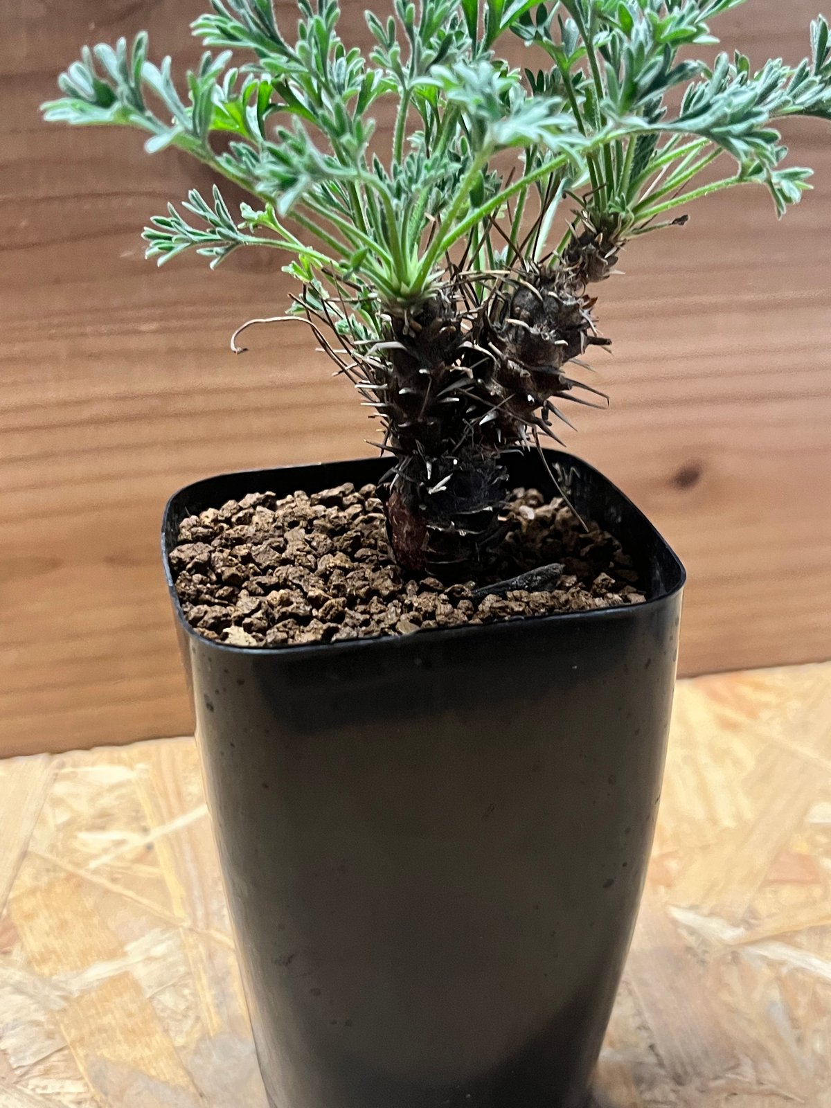 ペラルゴニウム ヒストリクス | GREEN LUCK