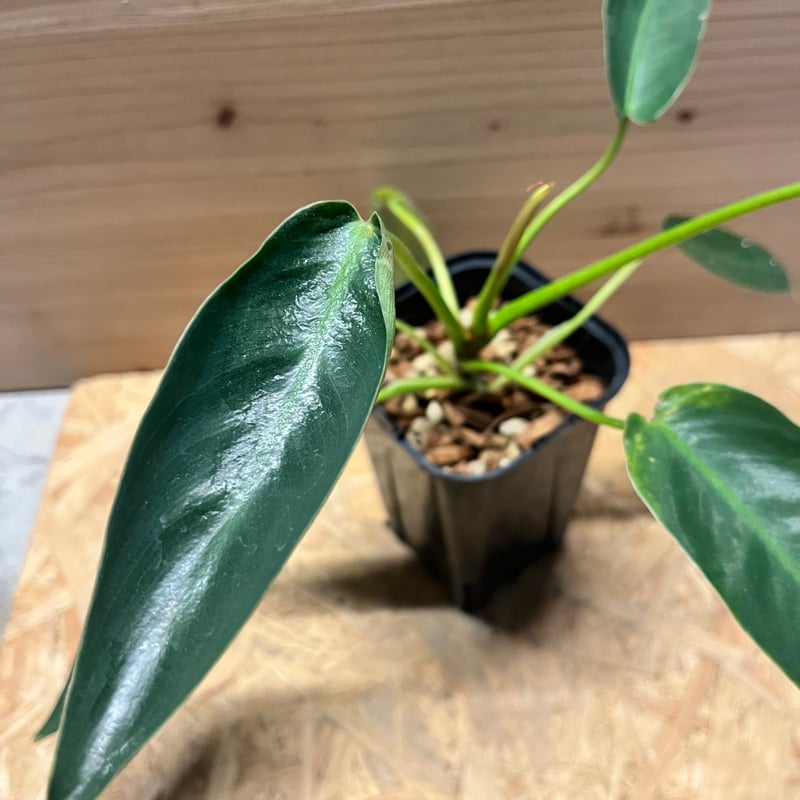 フィロデンドロン　スピリタクスサンチ フィロデンドロン スピリタスサンクチ | GREEN LUCK