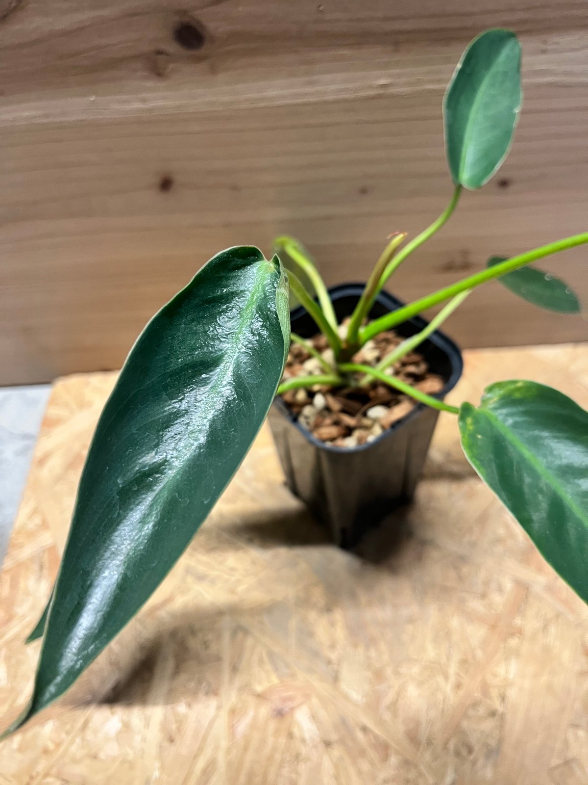 フィロデンドロン スピリタスサンクチ | GREEN LUCK