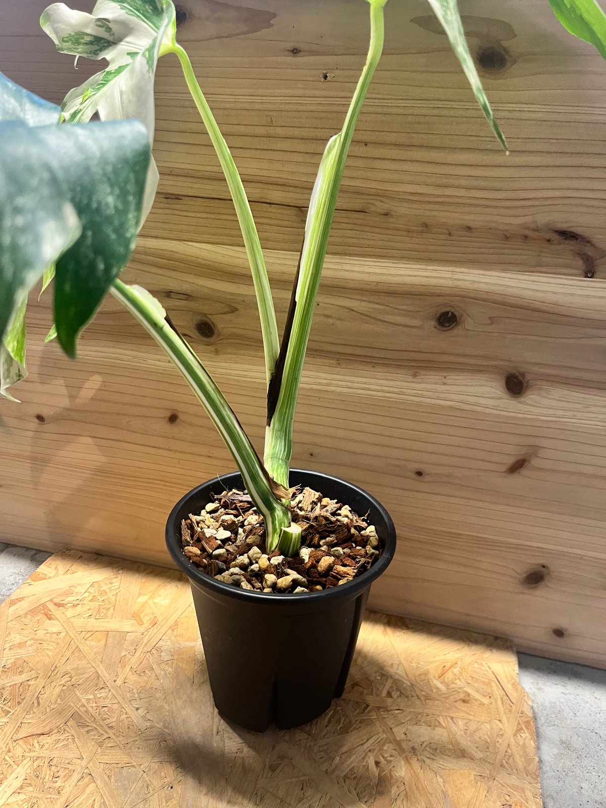 モンステラ ホワイトフェアリー （デリシオーサ×ボルシギアナ