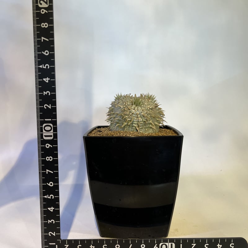 パキポディウム 恵比寿大黒 | GREEN LUCK