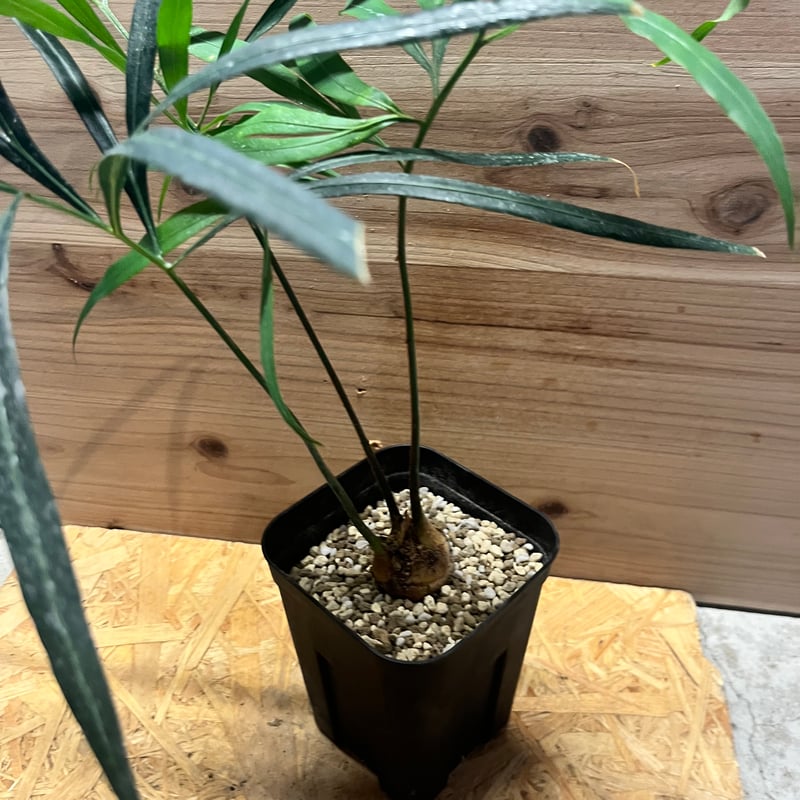 サイカス デバオエンシス | GREEN LUCK