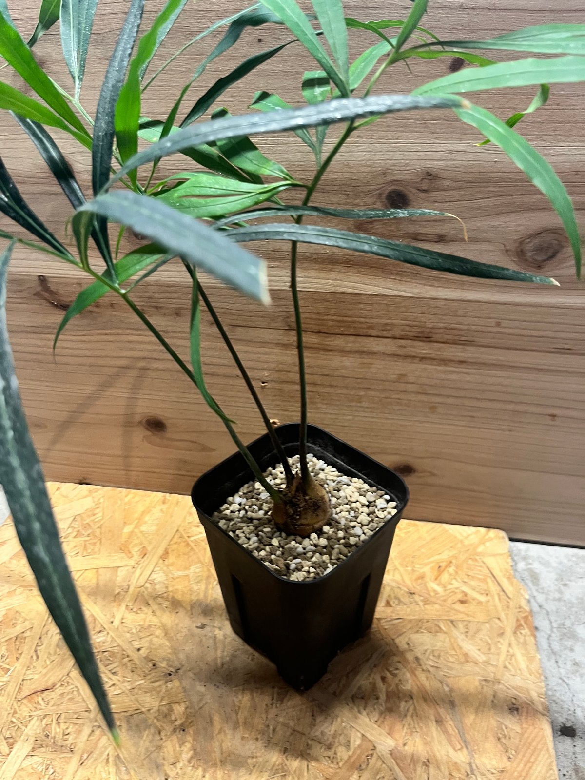 【お盆セール】サイカス・デバオエンシス ② / ソテツ 希少 レア 入手困難 サイカス デバオエンシス | GREEN LUCK