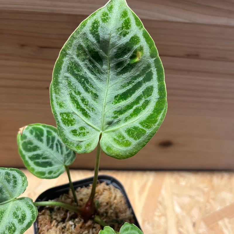 アンスリウム クリスタリナム シルバー強め選抜 | GREEN LUCK