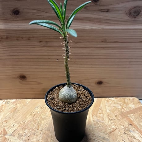 サキュレンタム | STORES