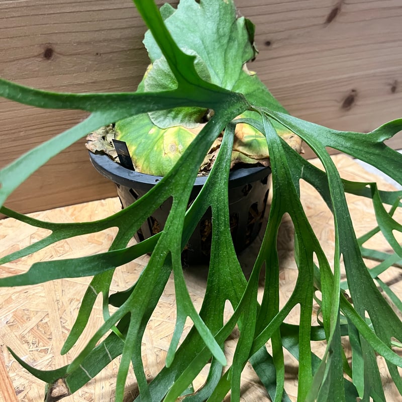 ビカクシダ キッチャクード シン | GREEN LUCK