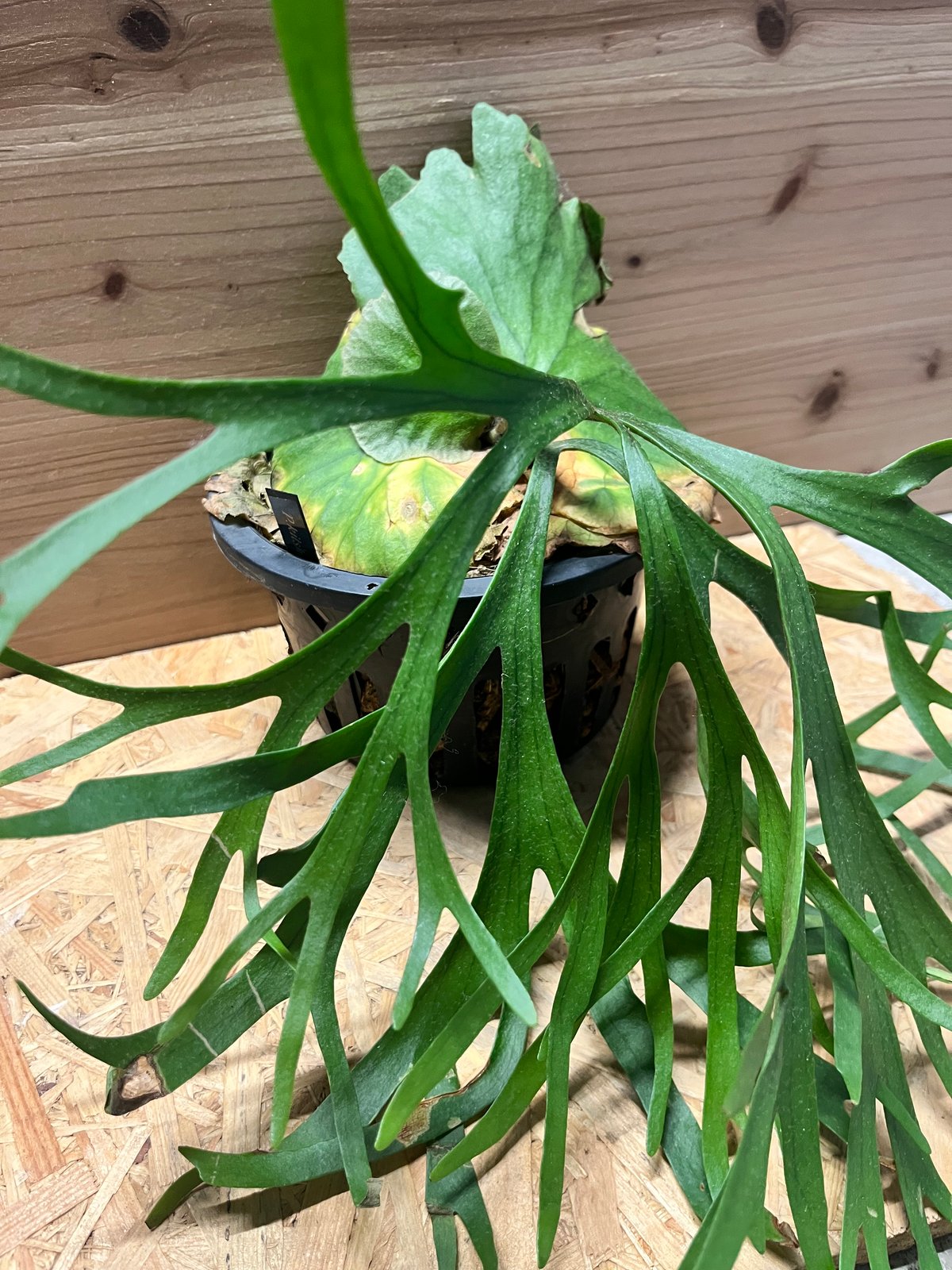 ビカクシダ キッチャクード シン | GREEN LUCK