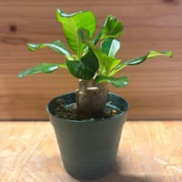 パキポディウム　ウィンゾリー