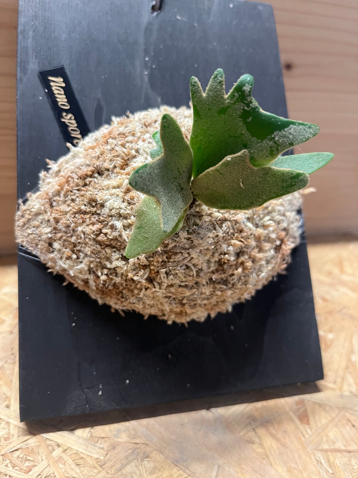 ビカクシダ Nano Sporeling 3号・大型・即板付け可(103) 2025.2/2〜】板付ビカクシダ P. willinckii Nano sporeling