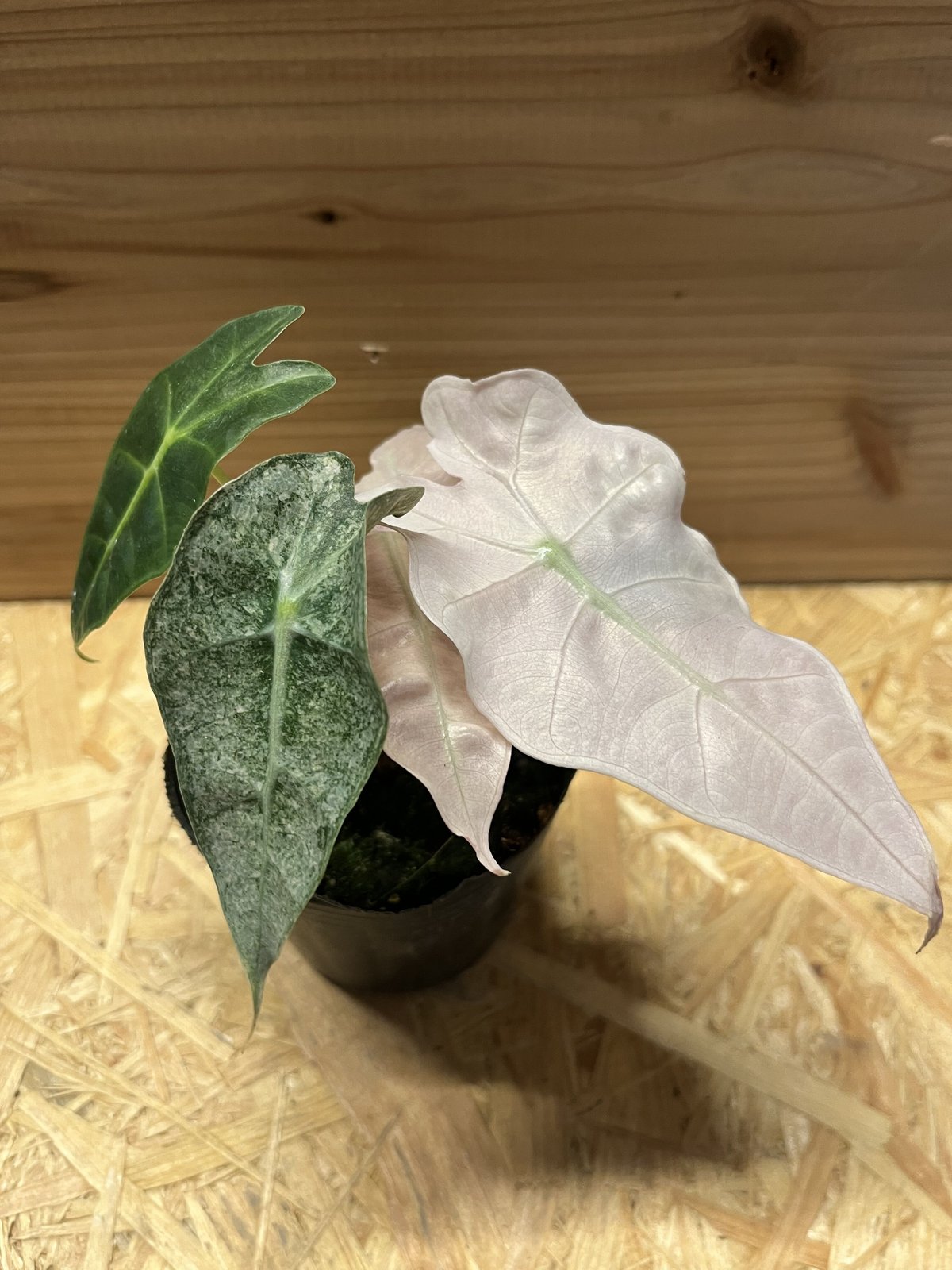 g*e様 アロカシア　アマゾニカ　ヴァリエガータ アロカシア アマゾニカ バリエガータ | GREEN LUCK