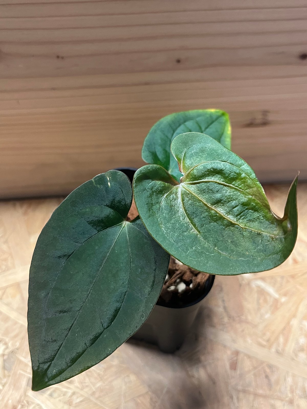 アンスリウム パピリラミナム【Guna Yala】×レッドダークフェニックス