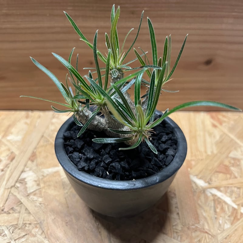 パキポディウム グラキリス×伝市鉢 | GREEN LUCK