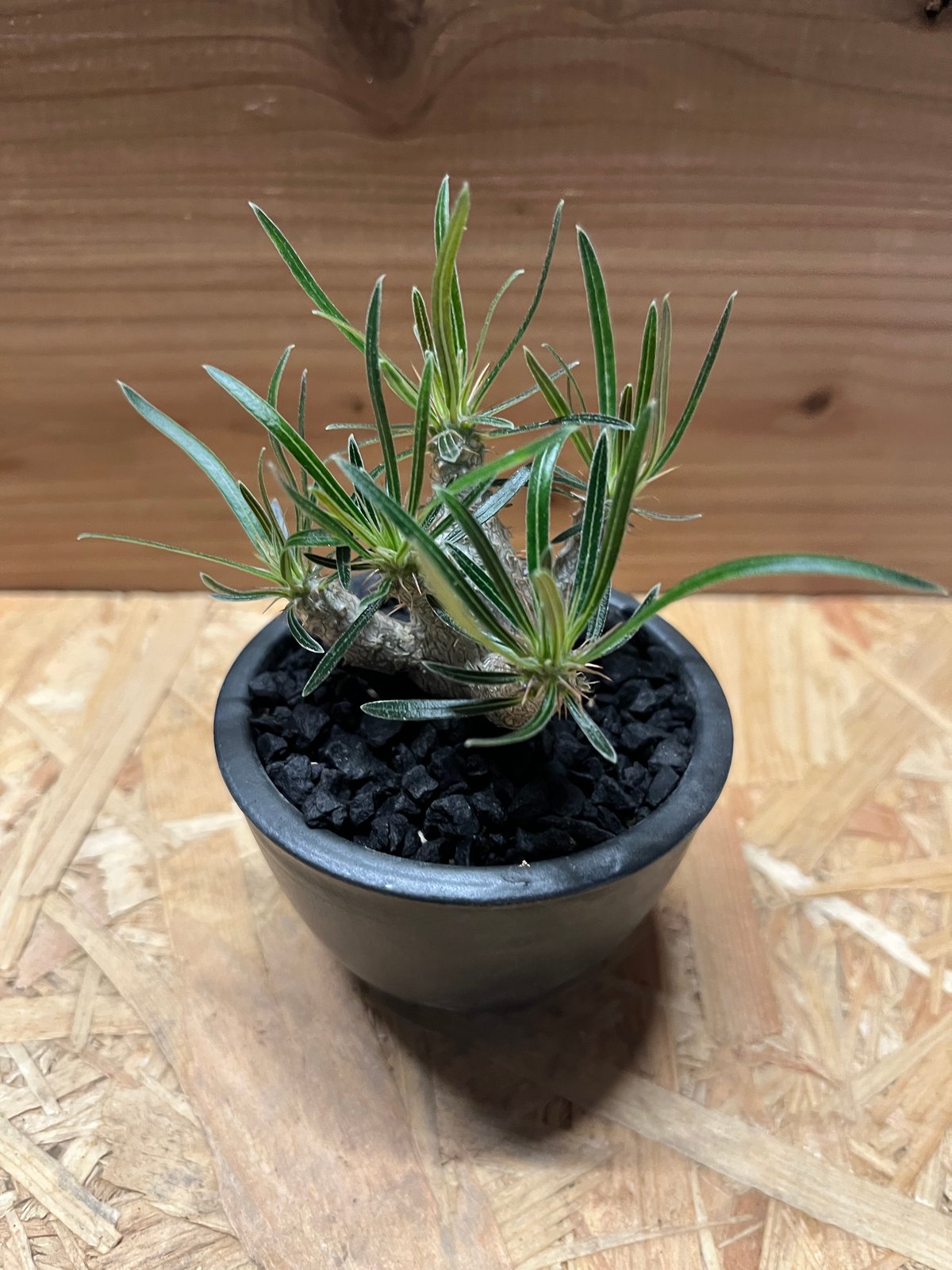 パキポディウム グラキリス×伝市鉢 | GREEN LUCK