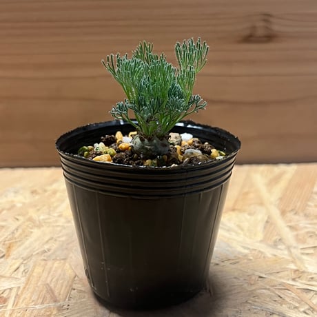 モンソニアペニクリナム | STORES