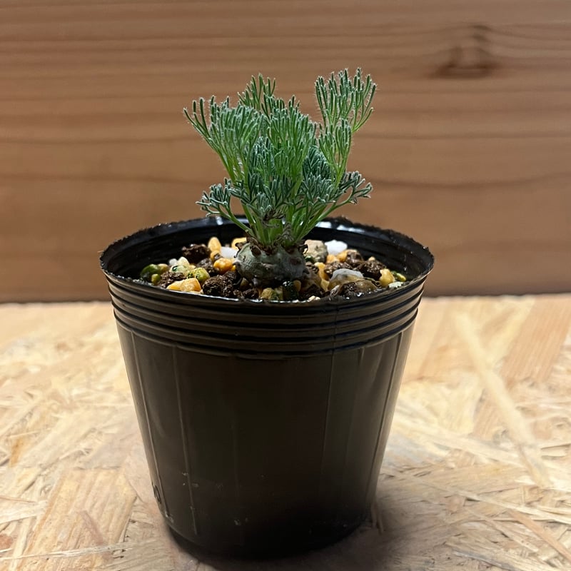 モンソニア ペニクリナム M.peniculinum 美株 Shabomaniac! Hello Goodbye モンソニア・ペニクリナ(ペニクリナム）