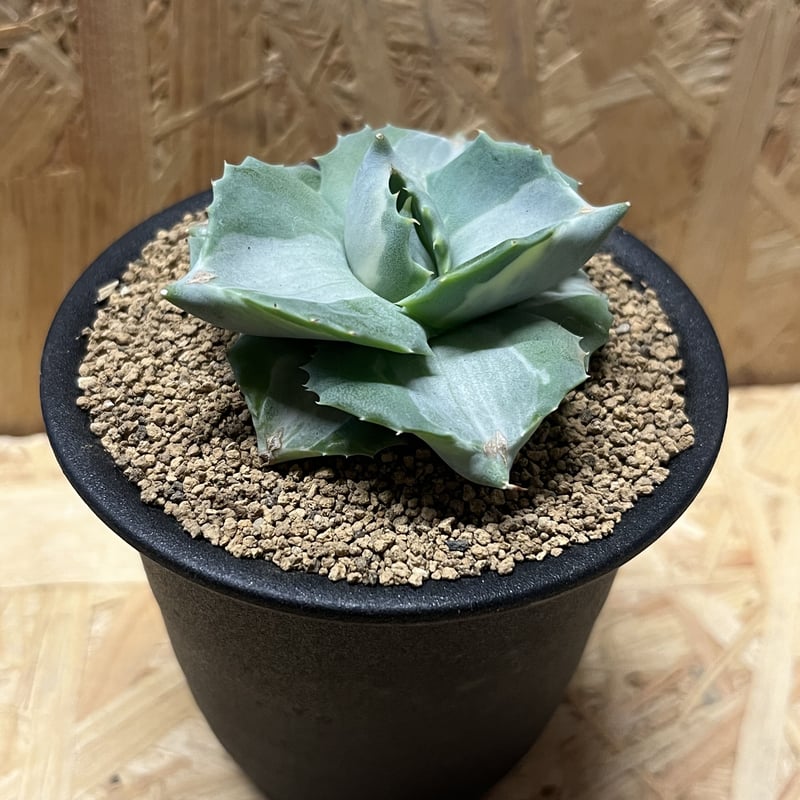 アガベ イシスメンシス ホワイト | GREEN LUCK