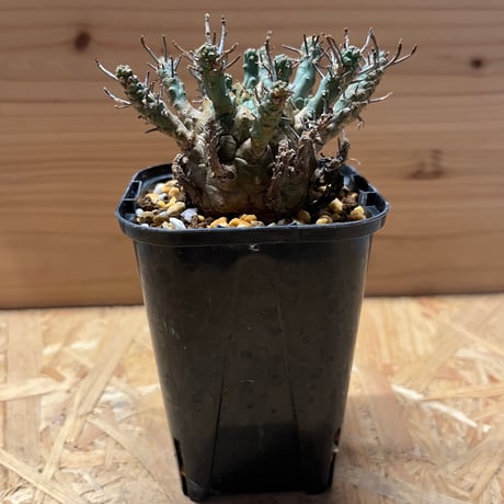 デセプタ | STORES