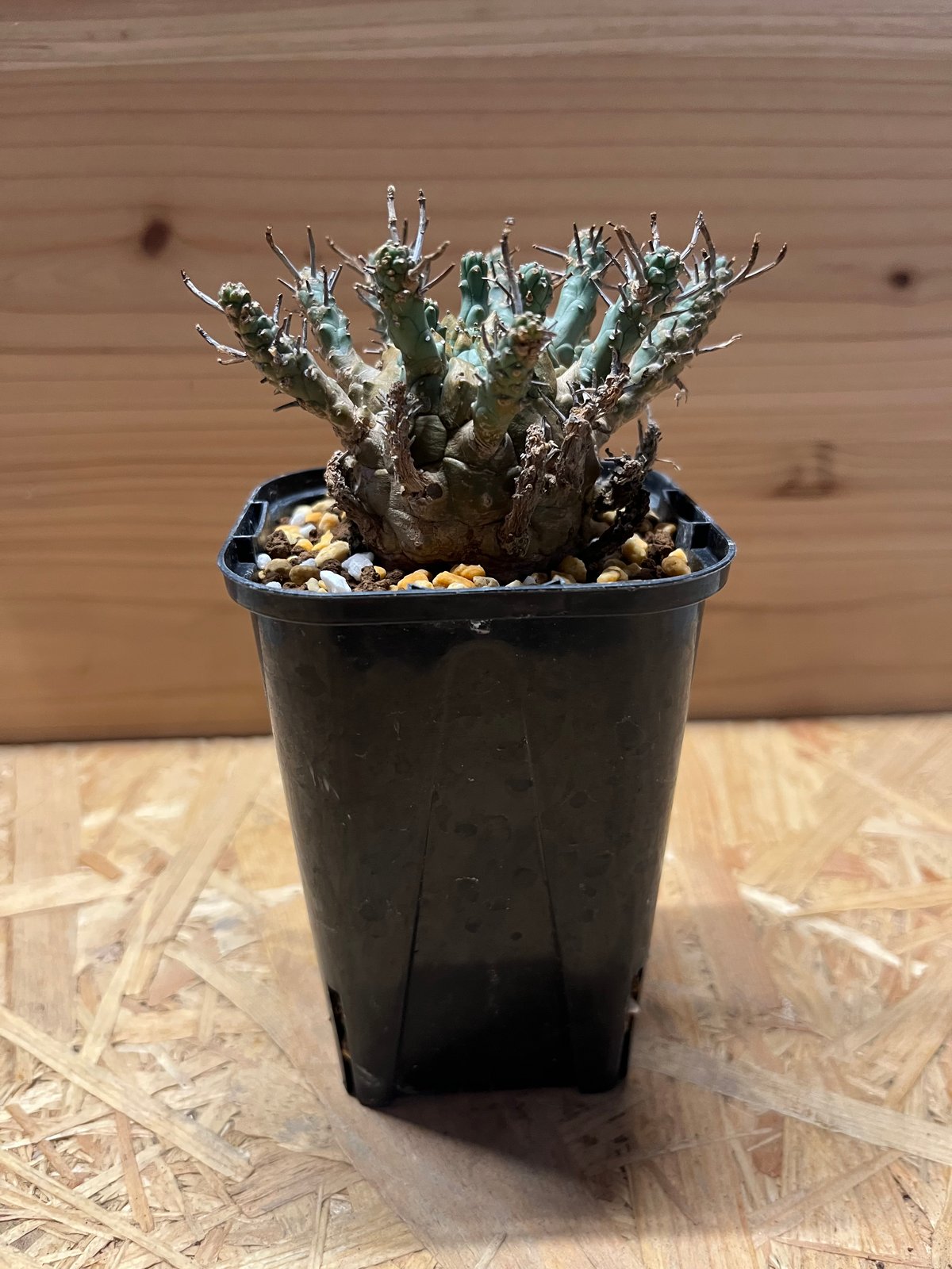 ユーフォルビアデセプタ ユーフォルビア デセプタ | GREEN LUCK