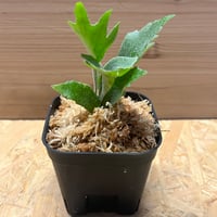 ビルベルギア マッドマックス | GREEN LUCK