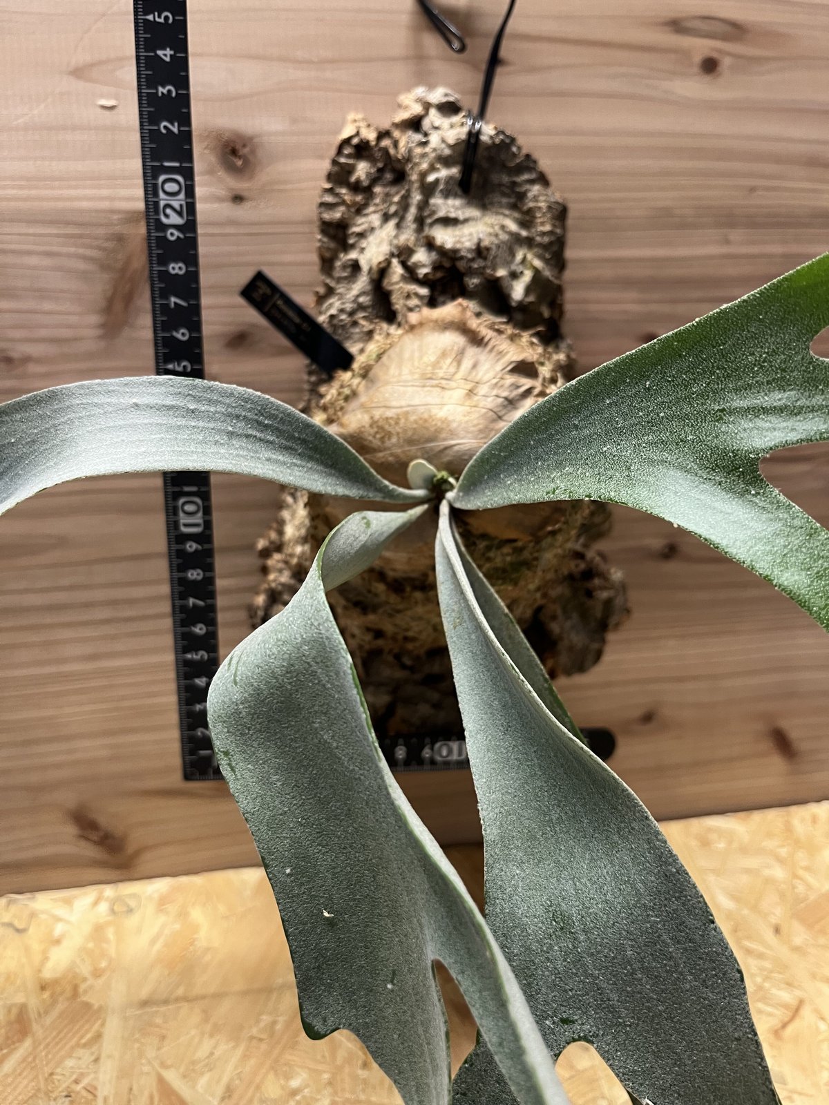 白ビフ fit=scale-down,w=1200