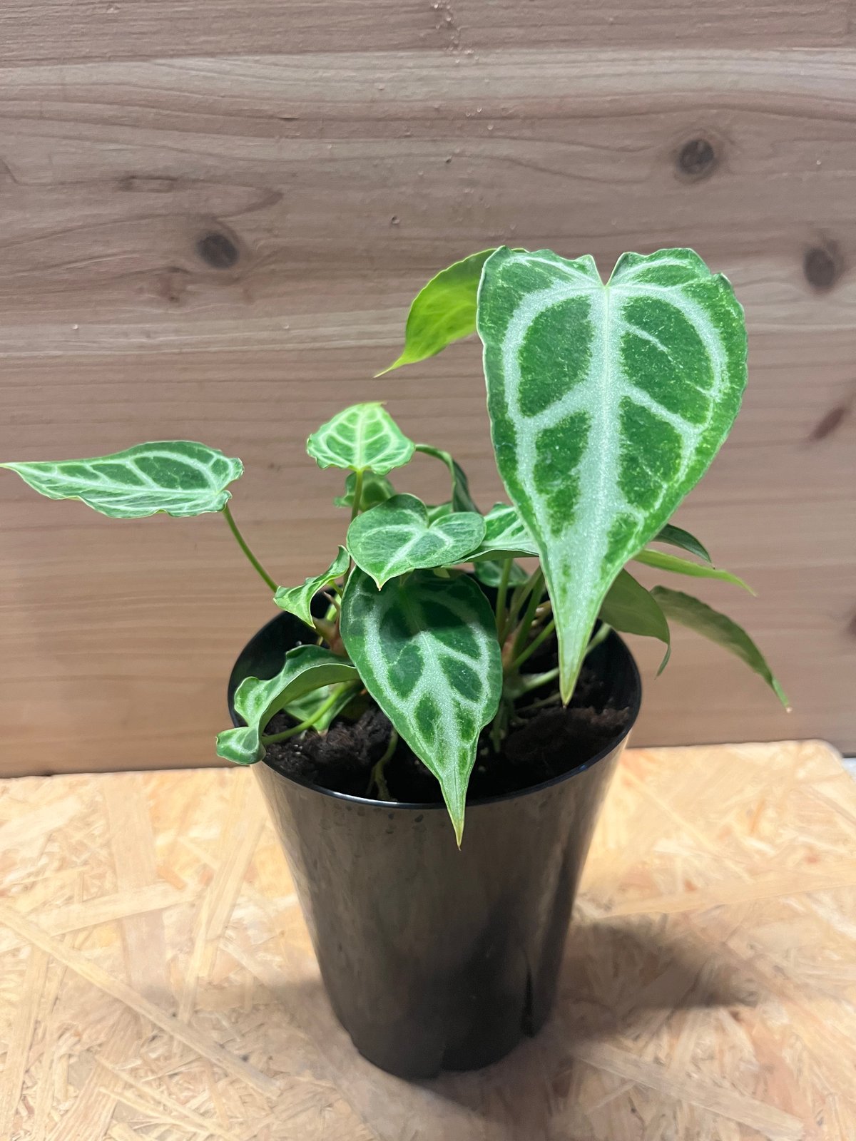 アンスリウム クリスタルホープ | GREEN LUCK