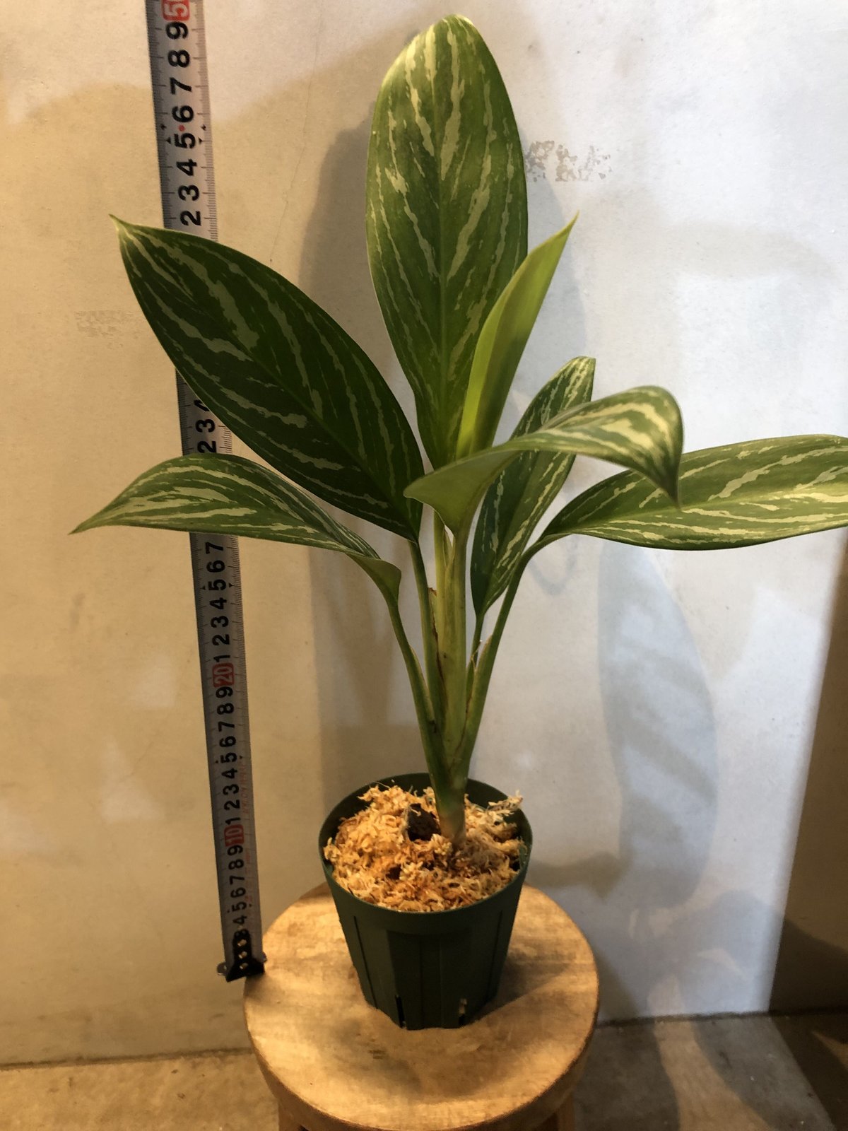 Aglaonema  アグラオネマ  ニティドゥム   \