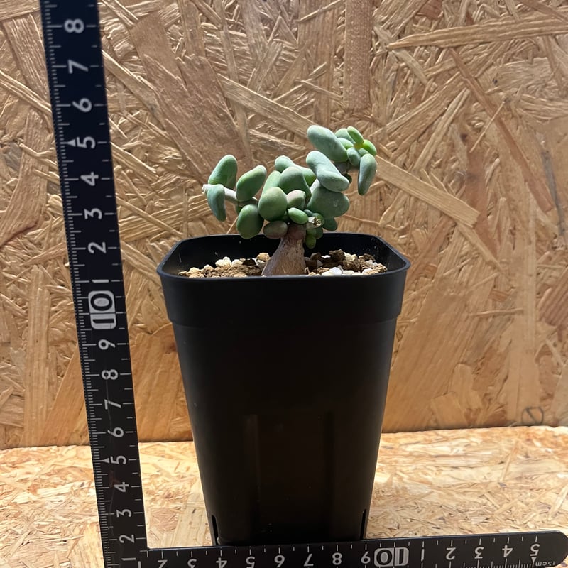 ケラリア ピグマエア | GREEN LUCK