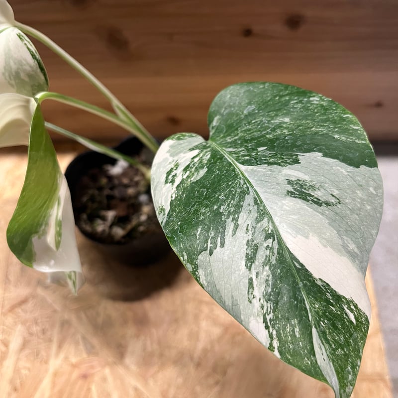 斑入りモンステラ ボルシギアナ バリエガータ 極斑タイプ | GREEN LUCK