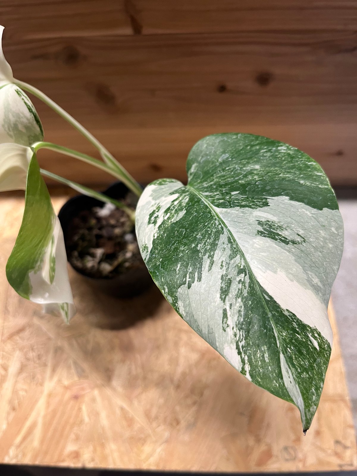 斑入りモンステラ ボルシギアナ バリエガータ 極斑タイプ | GREEN LUCK
