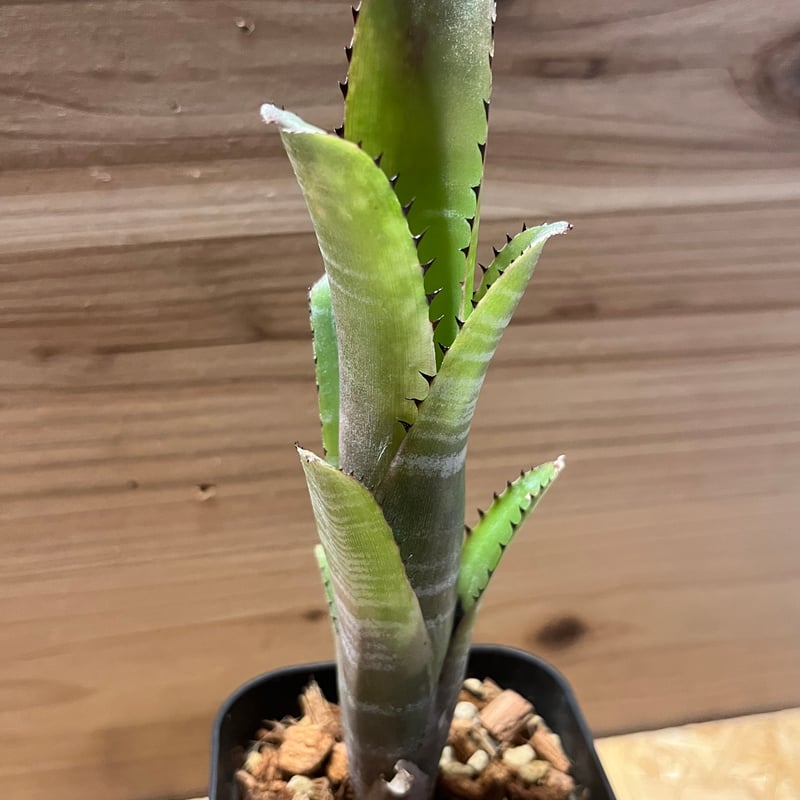 ビルベルギア コーラン マーブル シャーク | GREEN LUCK