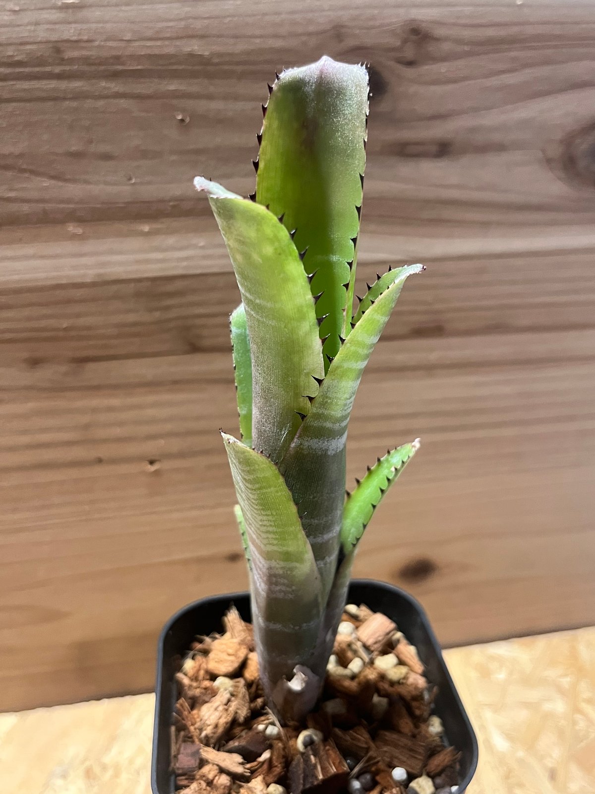 ビルベルギア コーラン マーブル シャーク | GREEN LUCK