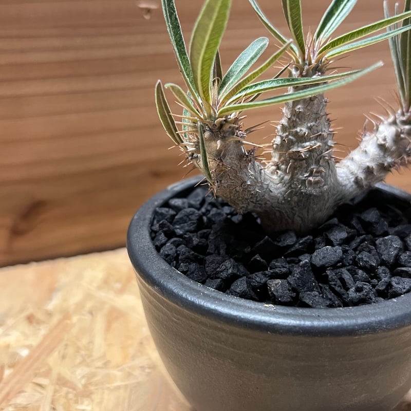 パキポディウム グラキリス×伝市鉢 | GREEN LUCK