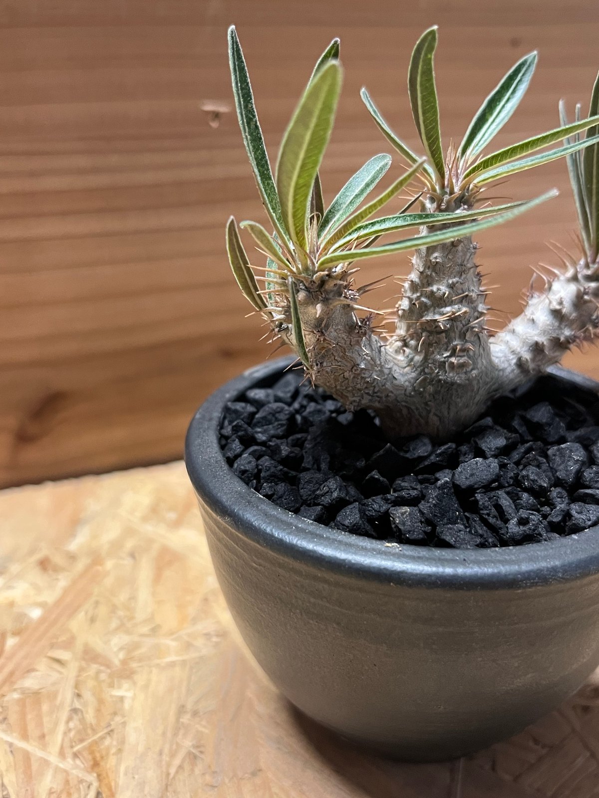 コレクション株　パキポディウム　グラキリス 伝市鉢 fit=scale-down,w=1200