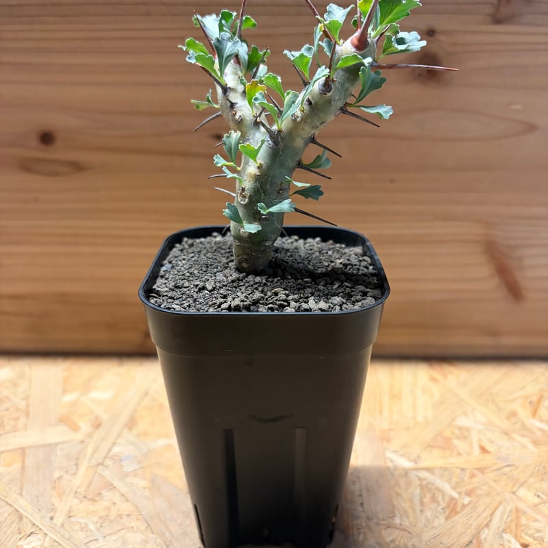 モンソニア クラシカウリス | GREEN LUCK