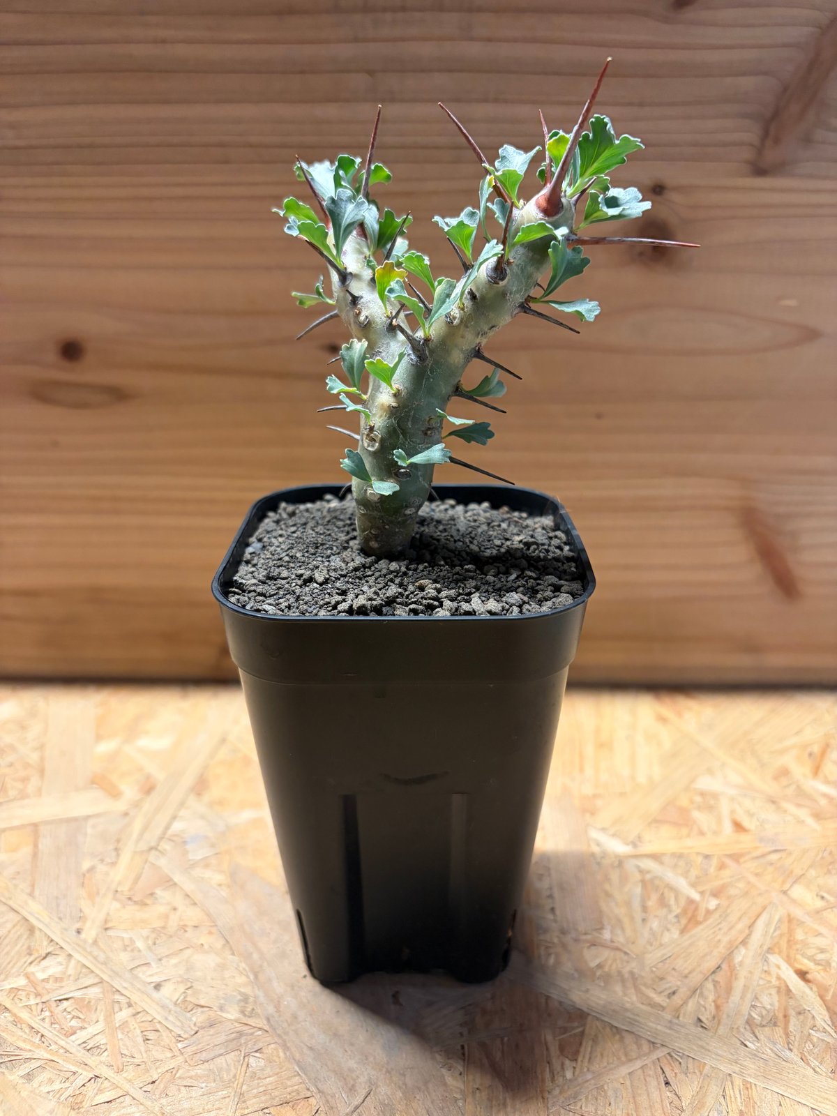 モンソニア クラシカウリス | GREEN LUCK