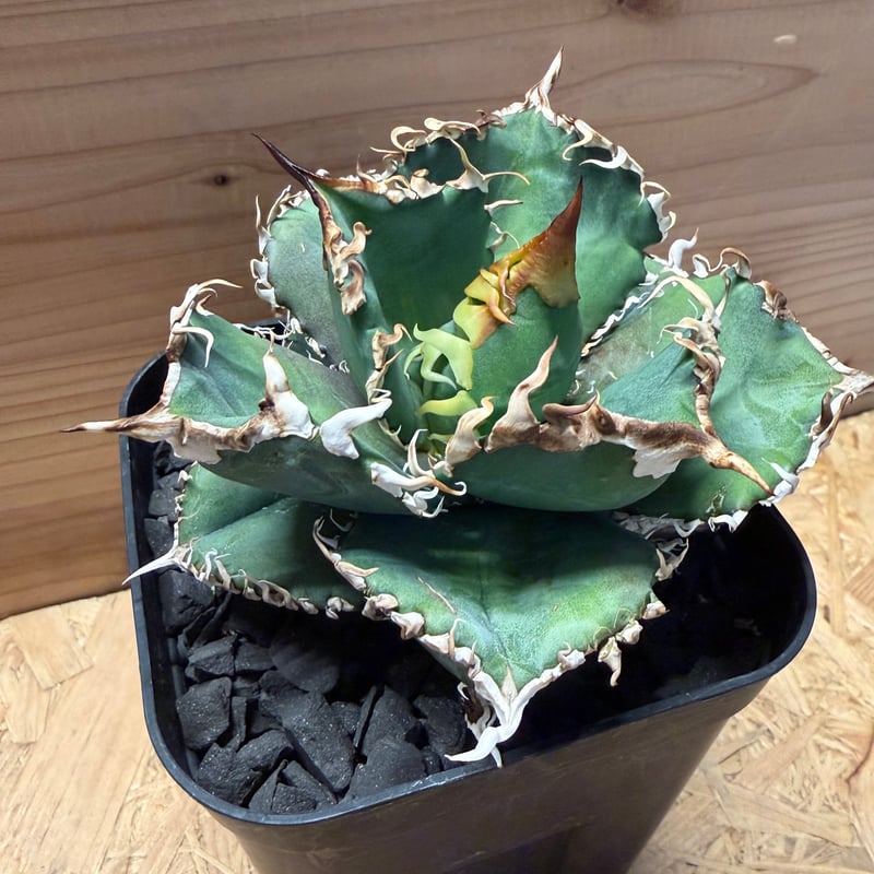 アガベ チタノタ '金剛 King Kong' | GREEN LUCK