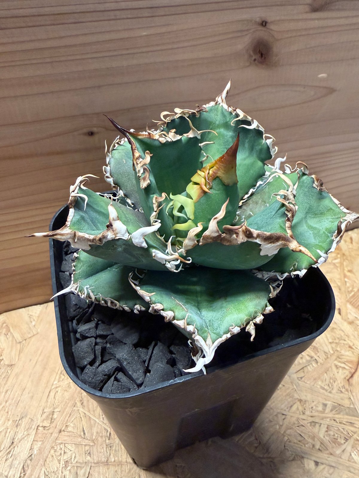 アガベ チタノタ '金剛 King Kong' | GREEN LUCK