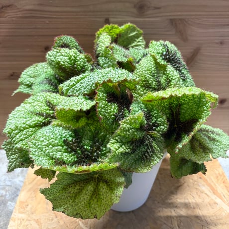 ベゴニア | STORES