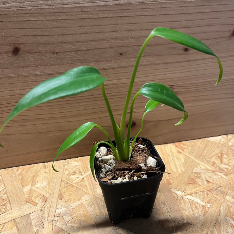 モンステラ ディラセラータ バールマルクスフレーム | GREEN LUCK