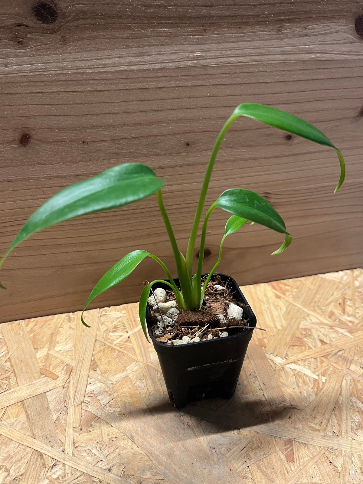 モンステラ ディラセラータ バールマルクスフレーム | GREEN LUCK