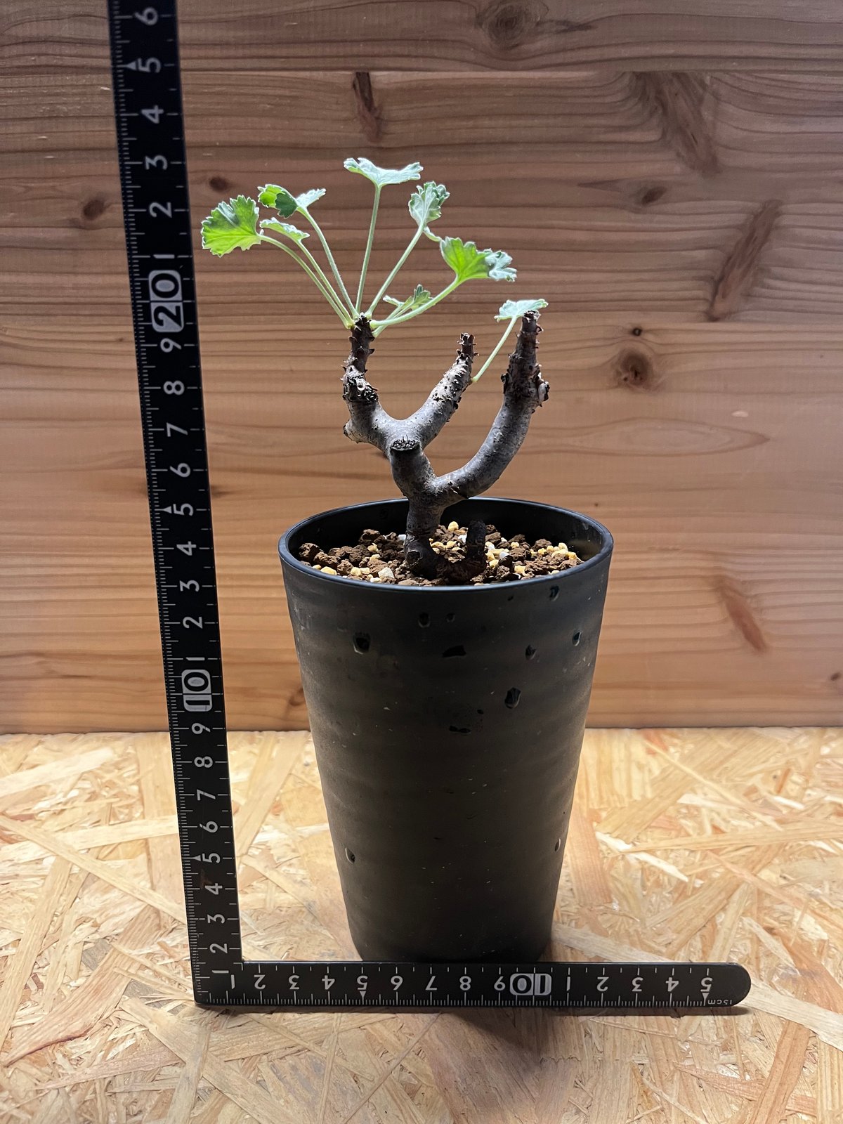 ペラルゴニウム ミラビレ | GREEN LUCK