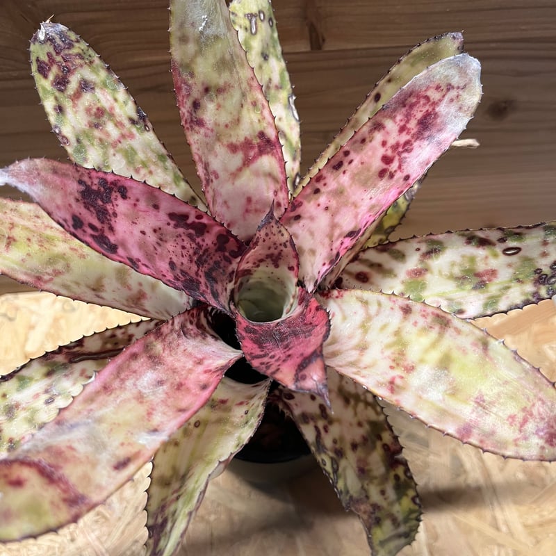 エクメア　オーランディアナ　スノーフレーク エクメア オーランディアナ スノーフレーク | GREEN LUCK